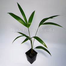 Load image into Gallery viewer, Thrinax radiata Palm Tree