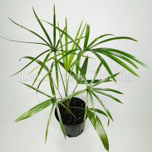 Livistona benthamii Palm Tree