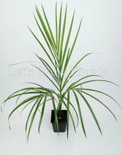 Load image into Gallery viewer, Hyophorbe verschaffeltii / Spindle palm tree