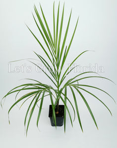 Hyophorbe verschaffeltii / Spindle palm tree