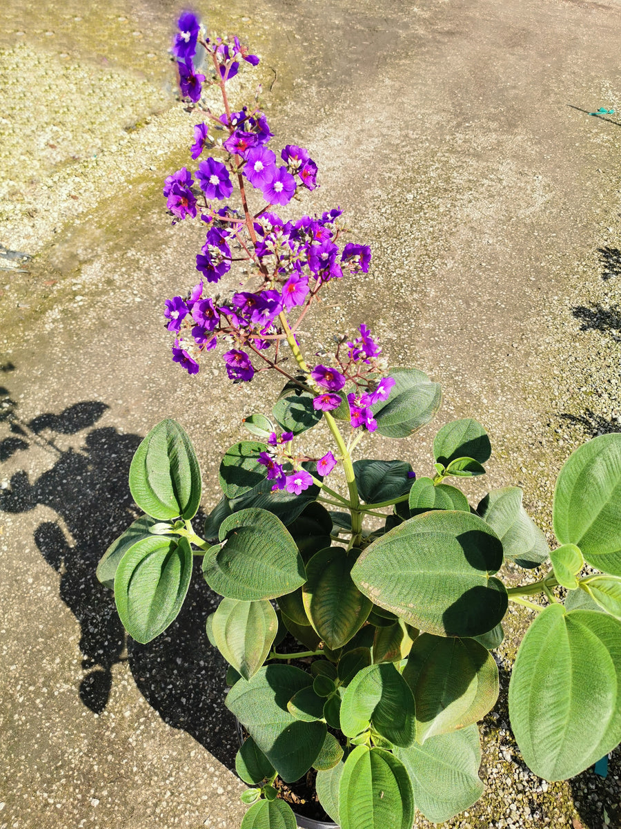 Tibouchina grandifolia Ornamental – Let's Grow Florida