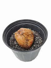 Load image into Gallery viewer, Jamaican / Malayan Dwarf Coconut Seed Cocos nucifera Tropical Palm Tree.