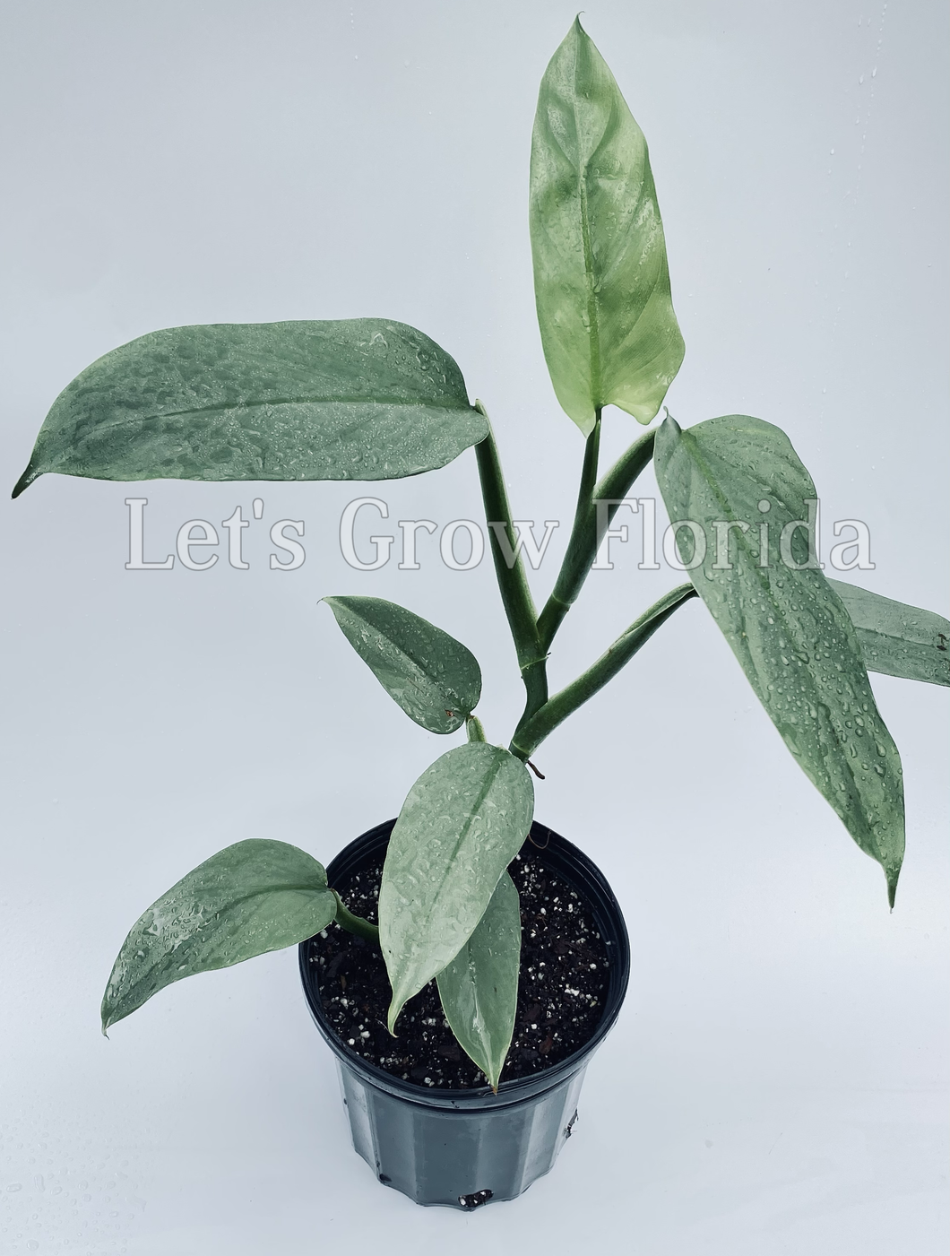 Philodendron hastatum (Silver Sword)