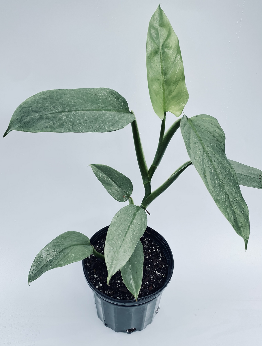 philodendron hastatum nombre comun Philodendron hastatum (Silver Sword). – Let's Grow Florida