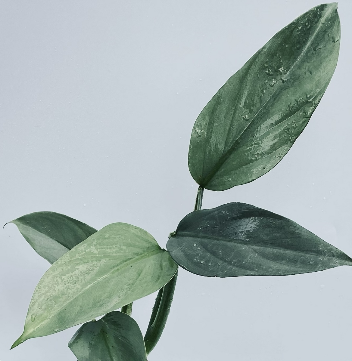philodendron hastatum soil Philodendron hastatum (Silver Sword). – Let's Grow Florida