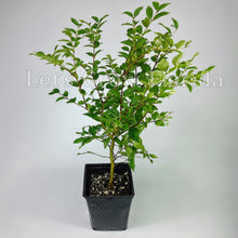 Cargar imagen en el visor de la galería, Jaboticaba, Plinia cauliflora var. Sabara, árbol frutal de uva brasileño