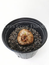 Load image into Gallery viewer, Jamaican / Malayan Dwarf Coconut Seed Cocos nucifera Tropical Palm Tree