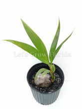 Load image into Gallery viewer, Jamaican / Malayan Dwarf Coconut Seed Cocos nucifera Tropical Palm Tree