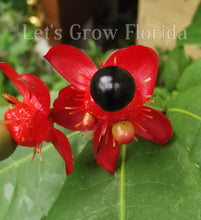 Load image into Gallery viewer, Ochna serrulata, ‘Mickey Mouse’ Plant