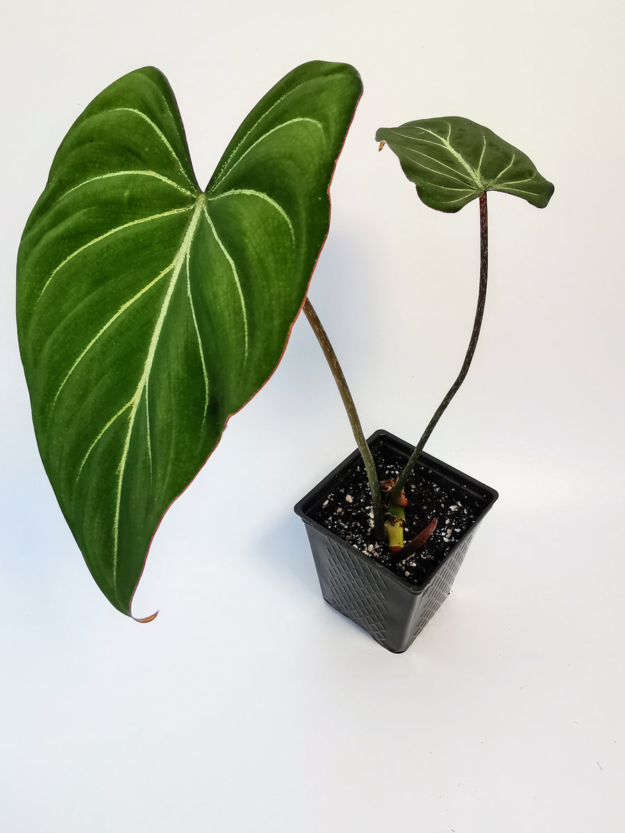 Philodendron gloriosum.  Let's Grow Florida
