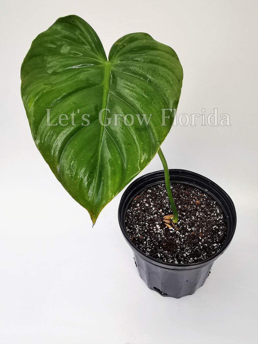 philodendron mc dowell Philodendron McDowell Aroid – Let's Grow Florida
