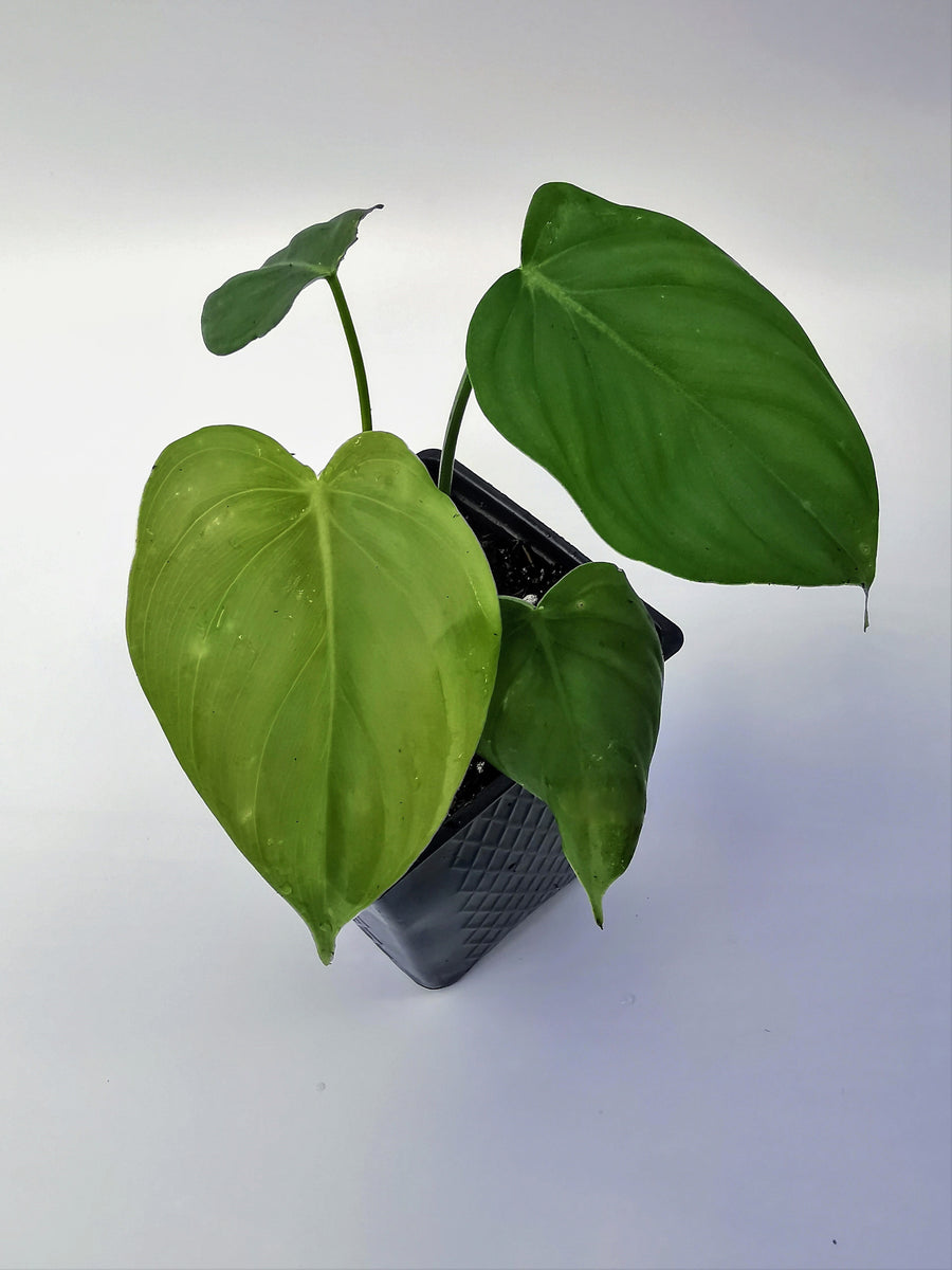 Philodendron McDowell. – Let's Grow Florida