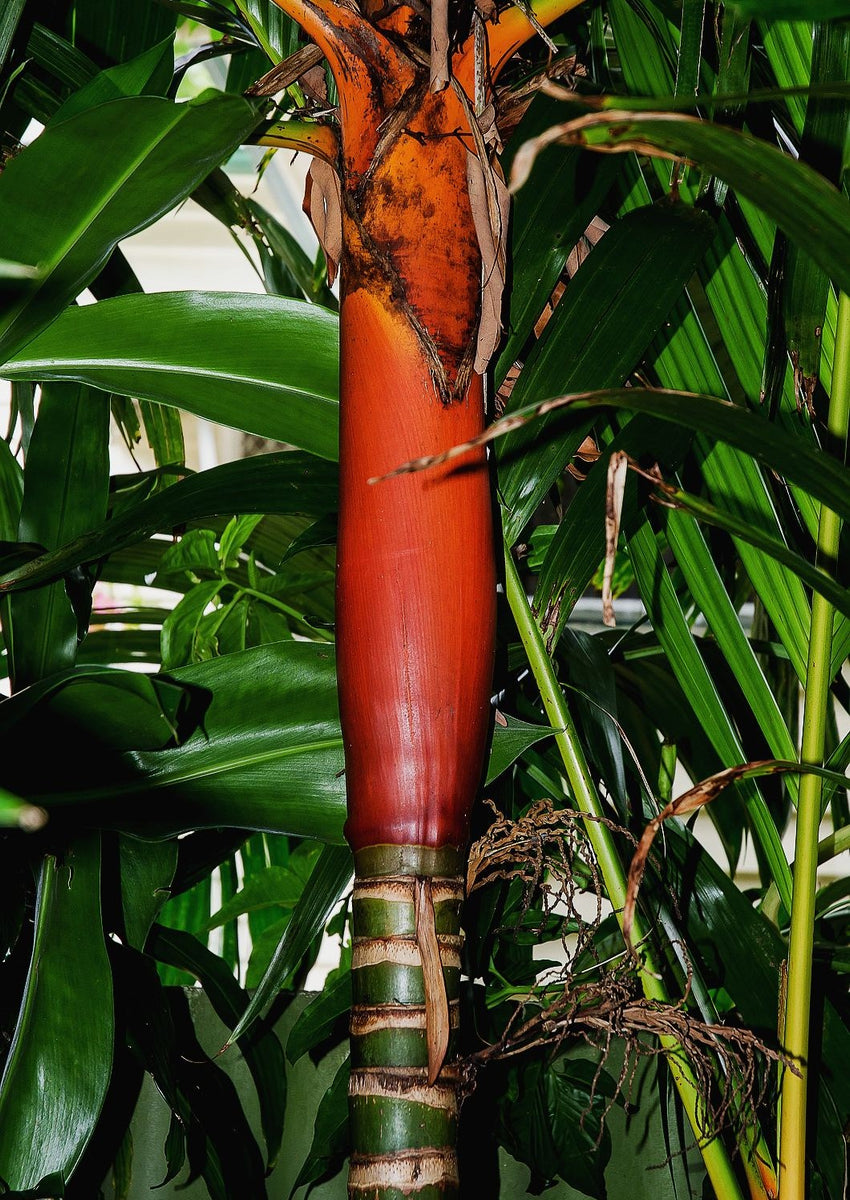 Areca vestiaria 'Red / Sunset' Palm Tree – Let's Grow Florida