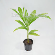 Load image into Gallery viewer, Satakentia liukiuensis Palm Tree