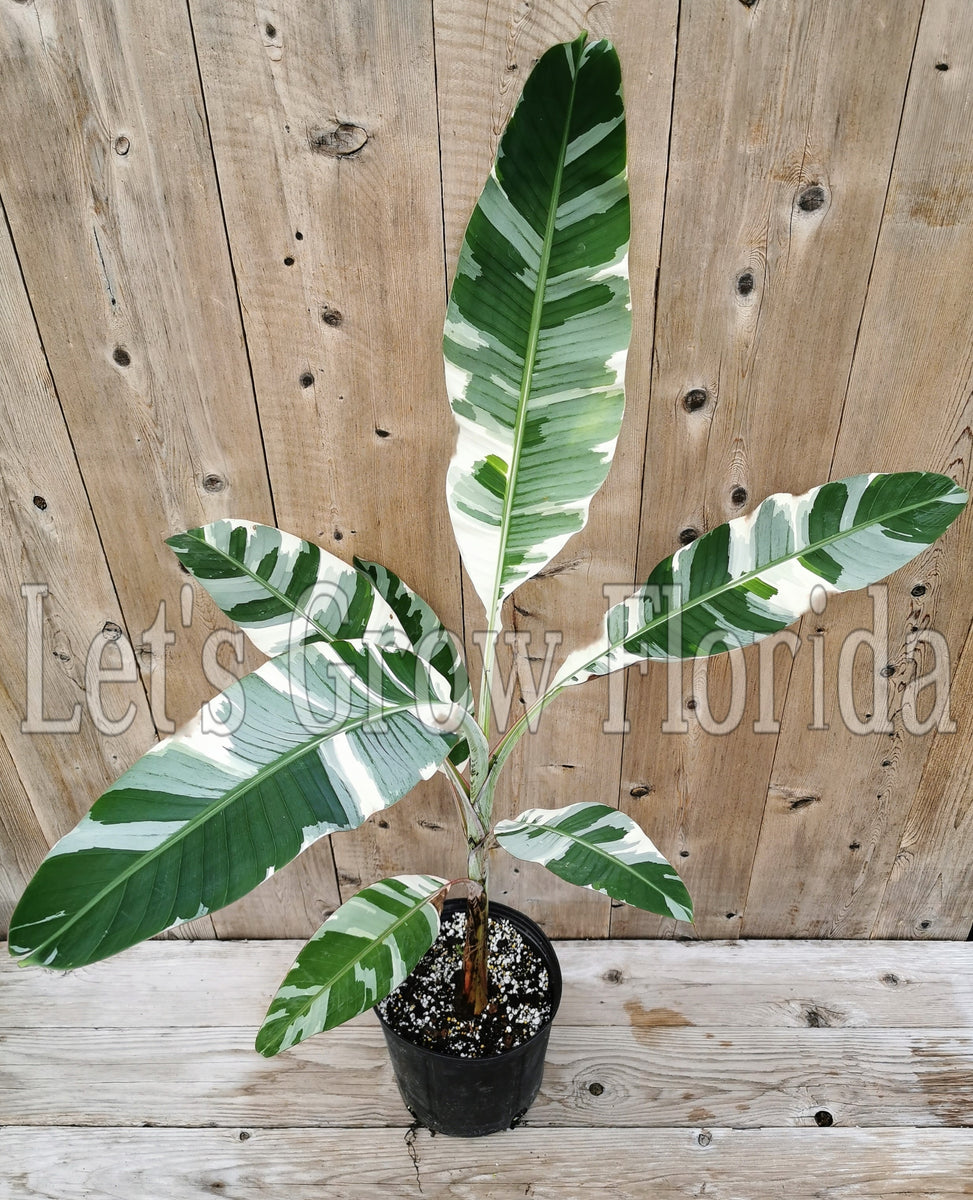 Variegated Musa Florida banana tree plant – Let's Grow Florida