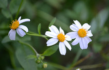 Load image into Gallery viewer, Spanish Needles 4" pot, Bidens alba, Perennial Flower Honey Bee Nectar Plant Ornamental