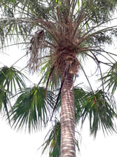 Load image into Gallery viewer, Livistona benthamii Palm Tree