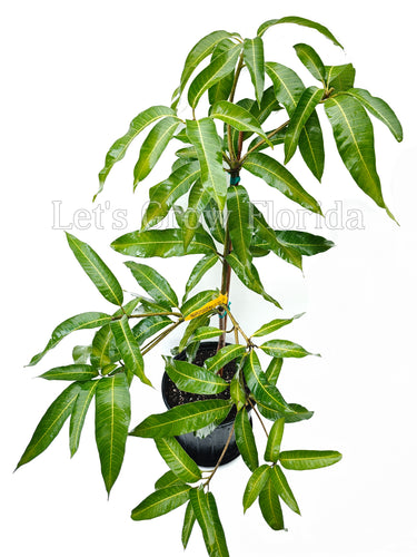 Pineapple Pleasure Mango Tree Professionally Grafted