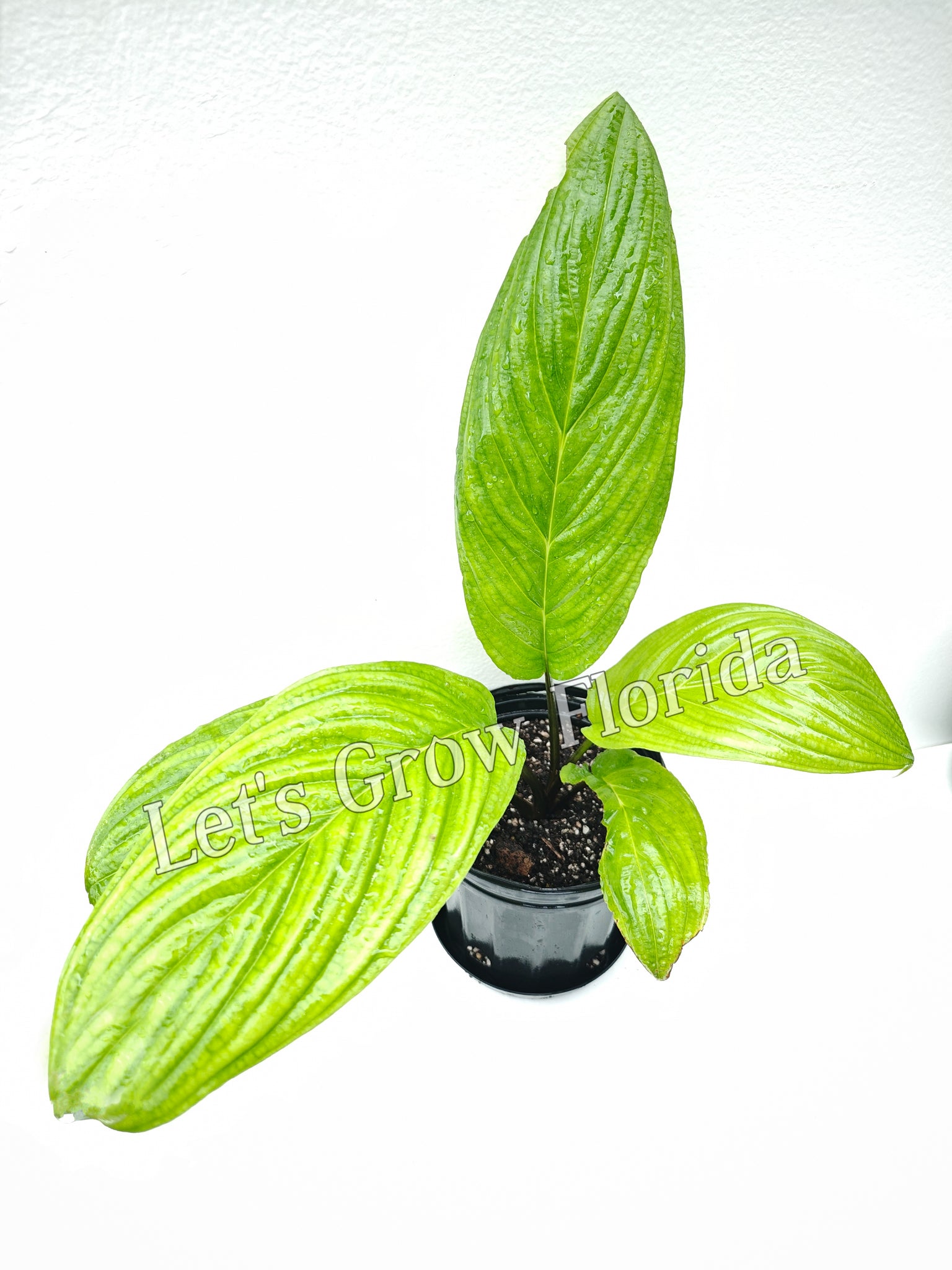 bat flower seeds for sale Bat Flower Plant, Black Tacca chantrieri Ornamental Medium / 2 Plan