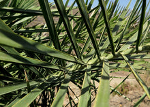 Charger l'image dans la galerie, 1 Palm ( 10 / 3 ) Copier 1er {{ DUPLICATE 1ST THEN USE !!!! }} 