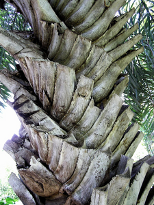 spiral palm plant Syagrus coronata Palm Tree – Let's Grow Florida