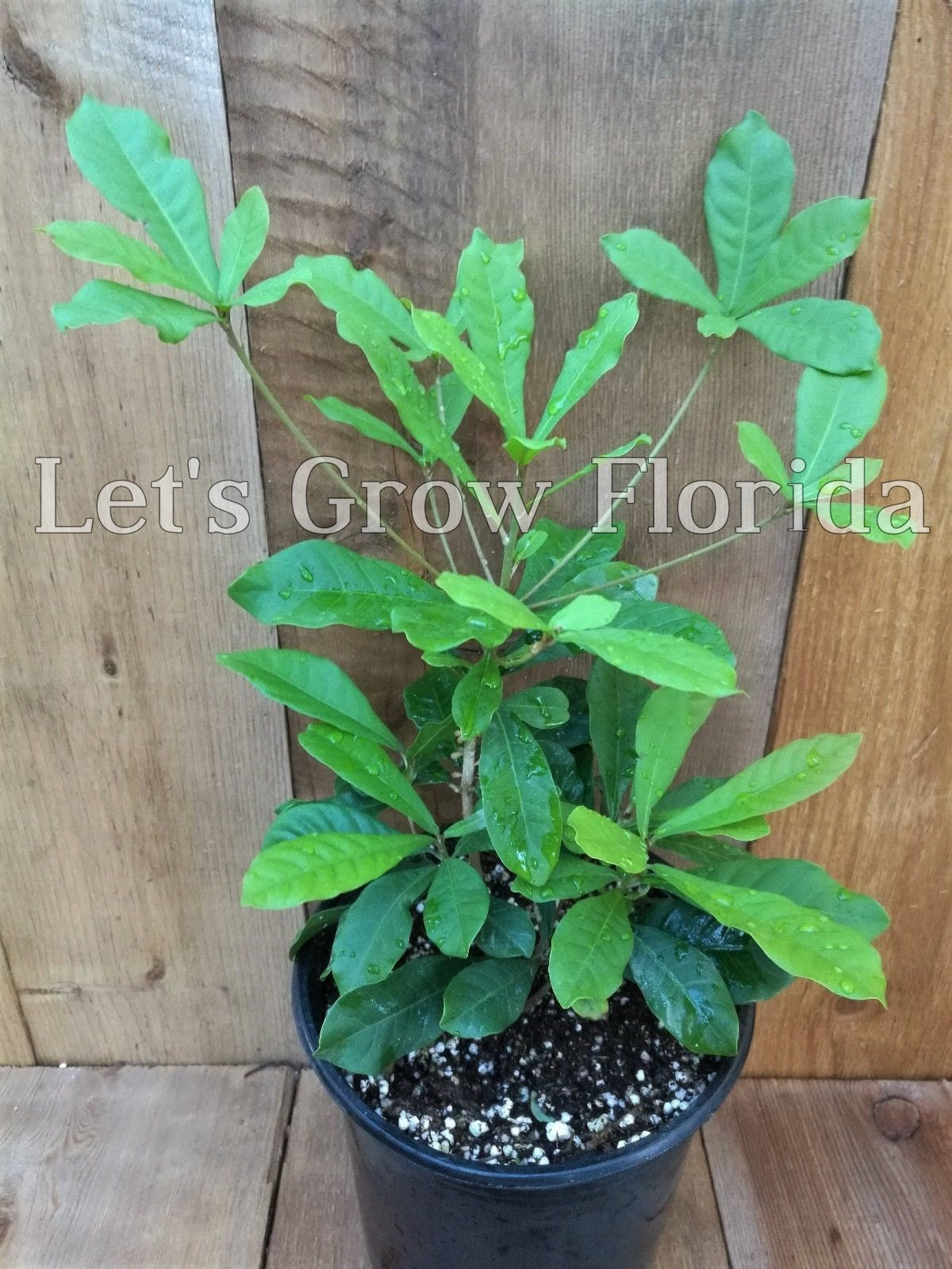 miracle seed plant Miracle Fruit / Berry Tree, Plant, Synsepalum dulcificum – Let's Grow Florida