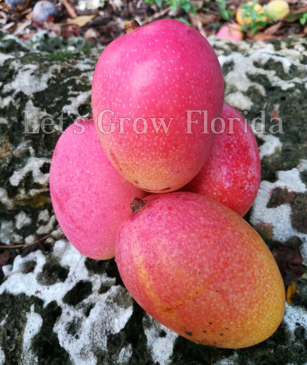 Turpentine Mango Tree (Rootstock) – Let's Grow Florida