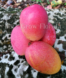 Árbol de mango de trementina (portainjerto) 