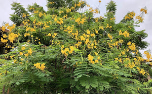 1 a Poinciana nain, jaune, arbre à fleurs de paon, graines et semis, plante tropicale Caesalpinia pulcherrima