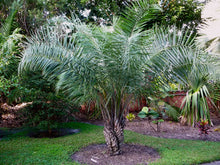 Charger l'image dans la galerie, 1 Palm ( 10 / 3 ) Copier 1er {{ DUPLICATE 1ST THEN USE !!!! }} 