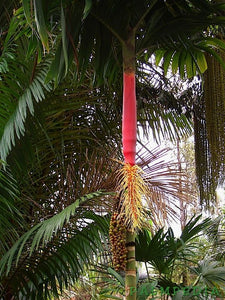 Areca macrocalyx ‘Red’ Palm Tree