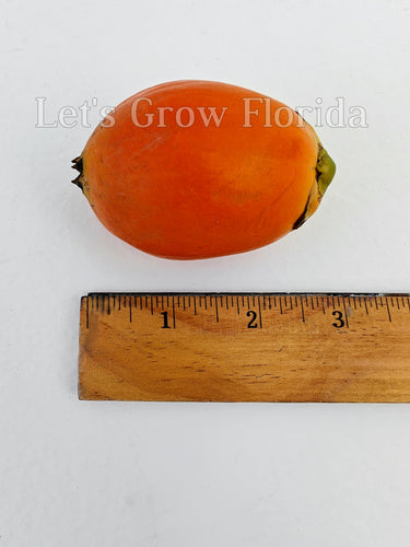 Areca catechu, Giant Seed, Betel Nut Palm Tree
