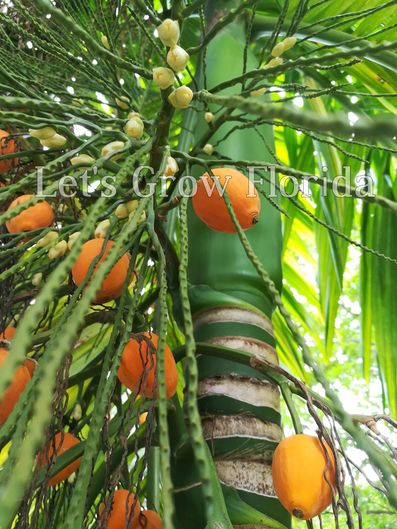 areca palm betel nut Areca catechu, Betel Nut Palm Tree – Let's Grow Florida