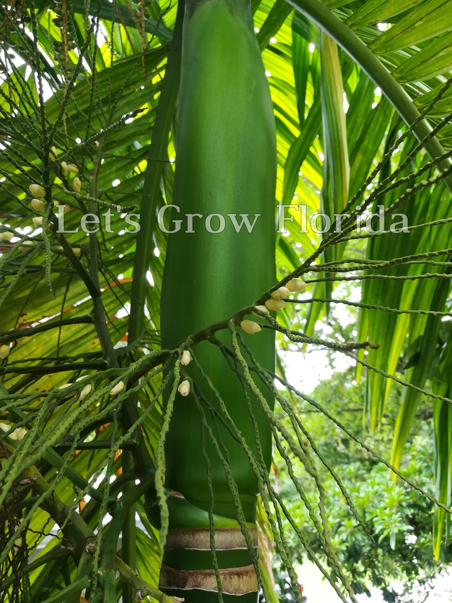 areca nut palm Areca catechu, Betel Nut Palm Tree – Let's Grow Florida