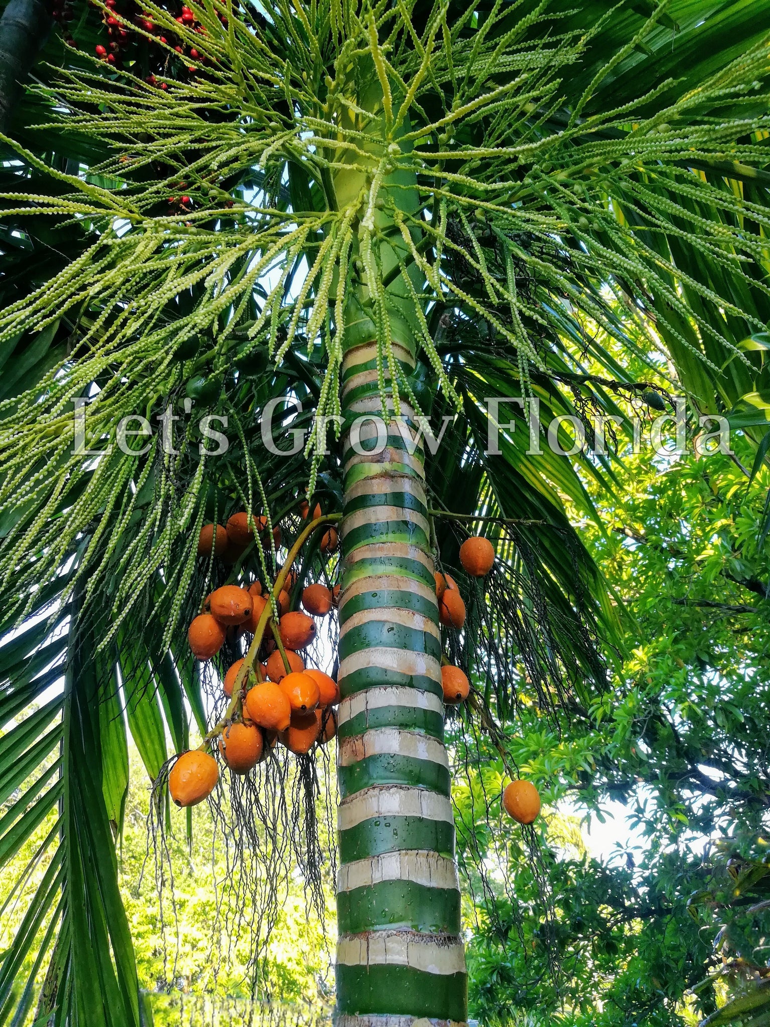 fruit areca palm tree Areca catechu, Betel Nut Palm Tree – Let's Grow Florida