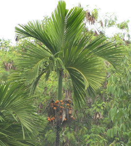 Areca catechu, palmier à noix de bétel