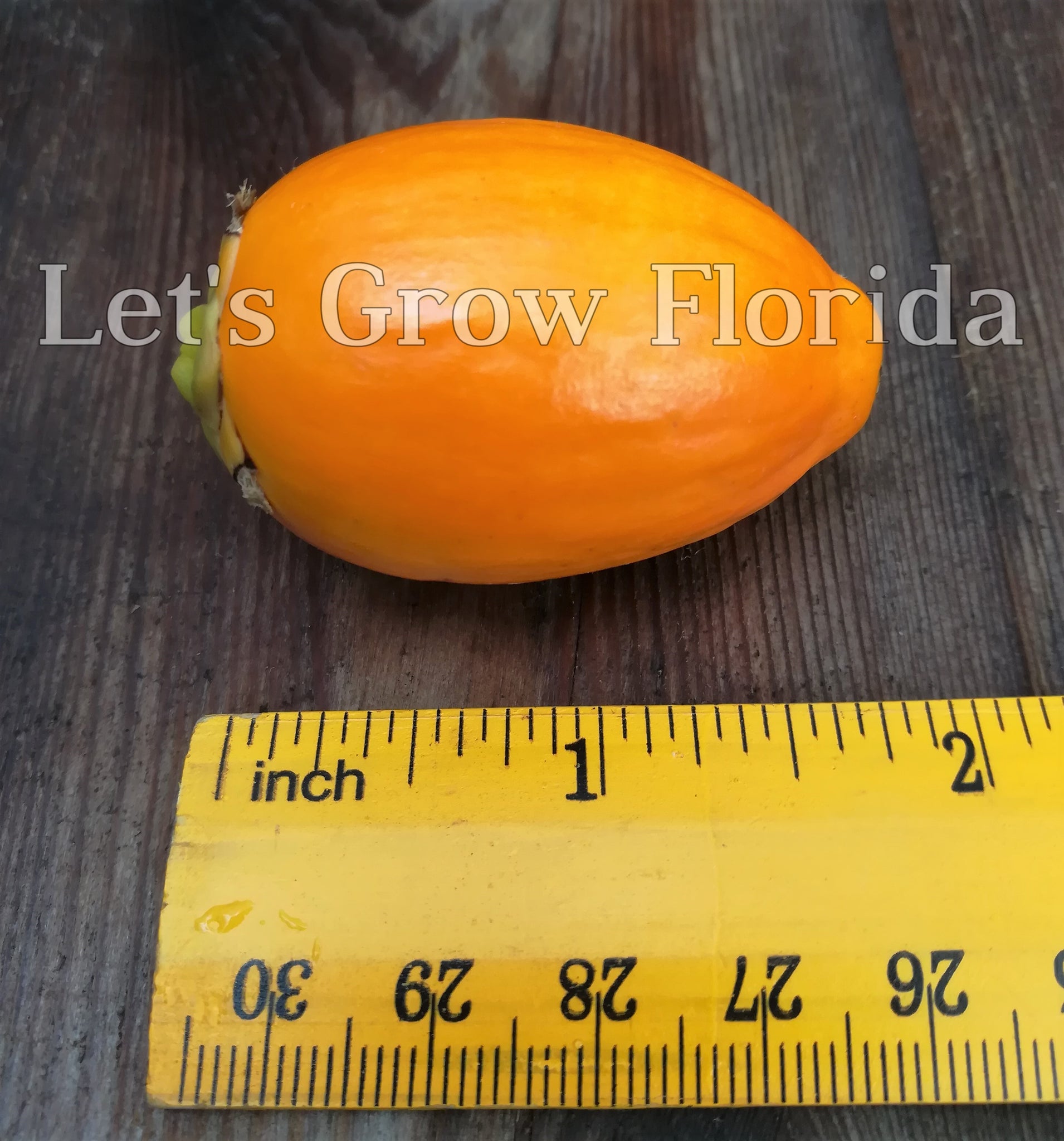 areca palm fruit edible Areca catechu, Betel Nut Palm Tree – Let's Grow Florida