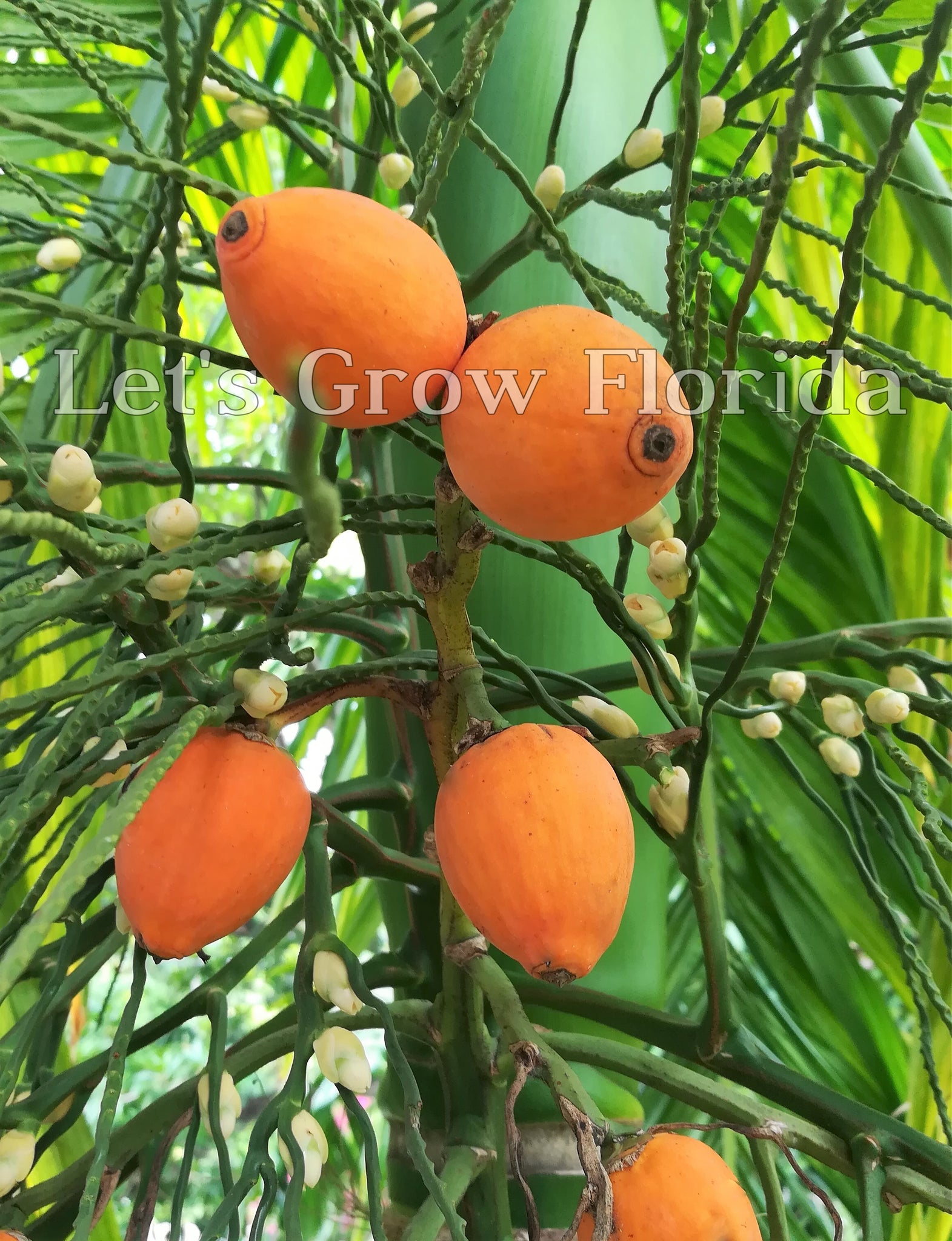 areca palm berries Areca catechu, Betel Nut Palm Tree – Let's Grow Florida