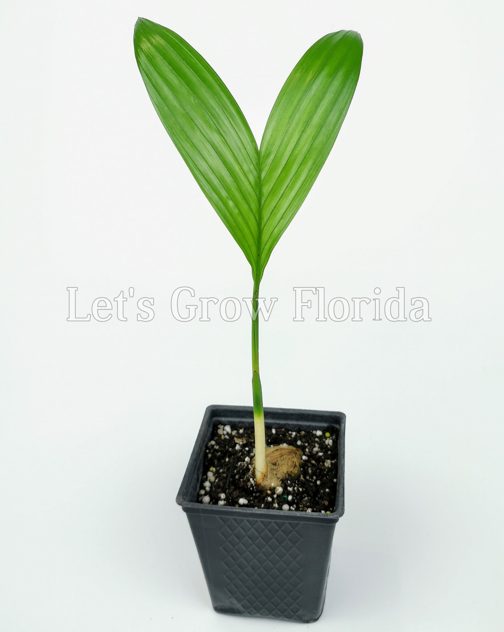 areca catechu betel nut palm Areca catechu, Betel Nut Palm Tree – Let's Grow Florida