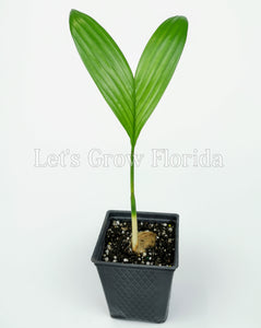 areca nut palm tree Areca catechu, Betel Nut Palm Tree – Let's Grow Florida
