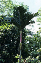 Load image into Gallery viewer, Areca macrocalyx ‘Red’ Palm Tree
