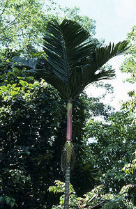 Areca macrocalyx ‘Red’ Palm Tree