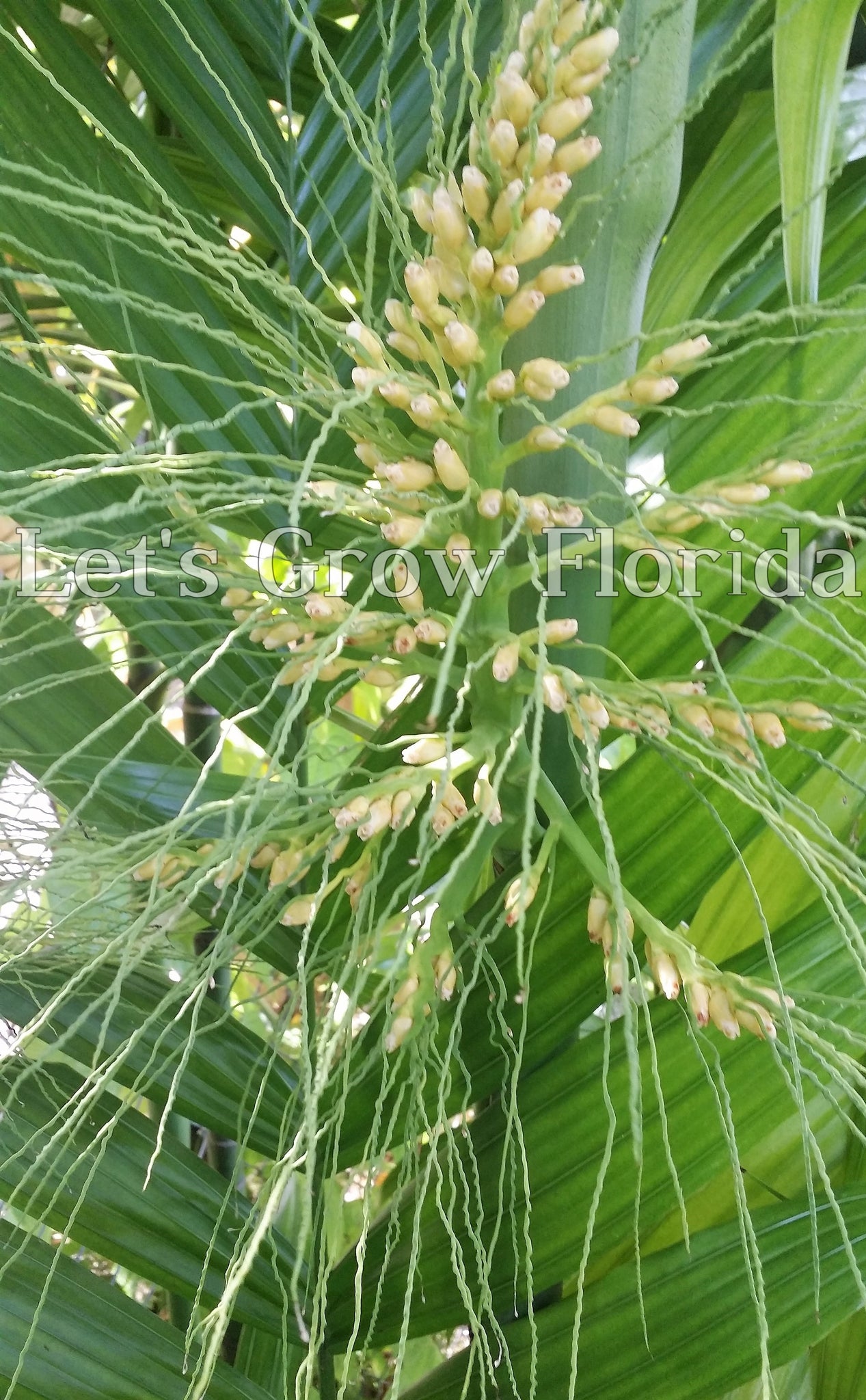 areca palm flower Areca triandra, Perfume Palm Tree – Let's Grow Florida