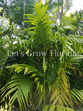 Load image into Gallery viewer, Areca triandra, Perfume Palm Tree