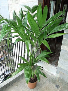 Areca triandra, Perfume Palm Tree