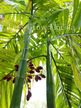 Charger l&#39;image dans la galerie, Areca triandra, palmier à parfum