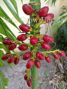 Areca triandra, palmier à parfum