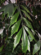 Load image into Gallery viewer, Arenga caudata Palm Tree