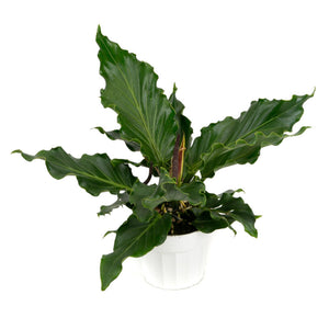 anthurium plowmanii variegated Bird's Nest Anthurium plowmanii Aroid Small / 1 Plant / No