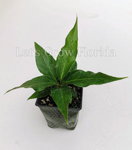 is anthurium an aroid Bird's Nest Anthurium plowmanii Aroid – Let's Grow Florida